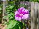 Rose of Sharon in full bloom in front of wood fence with green foliage at 221 Antique Lace Way, Holly Springs, NC 27540