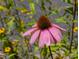 Close up of purple flower at 2504 State St, Durham, NC 27704