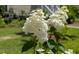 Close up of white flowers at 2504 State St, Durham, NC 27704