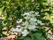 Close up of white flowers at 2504 State St, Durham, NC 27704