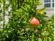 Close up of fruit growing at 2504 State St, Durham, NC 27704