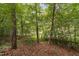 Wooded area with mature trees and natural ground cover at 409 Englewood Dr, Chapel Hill, NC 27514
