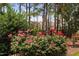 Well-kept landscaping in the backyard features a fence and rose bushes at 1523 Anthology Dr, Durham, NC 27703