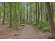 Picturesque wooded path surrounded by tall trees and lush greenery, ideal for nature walks and outdoor enjoyment at 5317 Moonflower Ct, Holly Springs, NC 27540