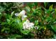 Close-up of blooming white gardenia flowers and vibrant green leaves at 5504 Earle Road, Raleigh, NC 27606
