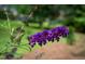 Close-up of blooming purple butterfly bush flowers and vibrant green leaves at 5504 Earle Road, Raleigh, NC 27606
