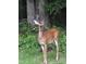 Deer in the backyard surrounded by lush greenery and mature trees providing a tranquil, natural setting at 233 Pressly Foushee Rd, Sanford, NC 27330