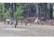 Deer eating in a backyard surrounded by mature trees providing a tranquil, natural setting at 233 Pressly Foushee Rd, Sanford, NC 27330