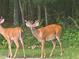 Deer in a backyard surrounded by lush greenery, creating a tranquil, natural setting at 233 Pressly Foushee Rd, Sanford, NC 27330
