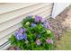 Up close exterior view of beautiful purple and blue hydrangea bush adding natural elegance to the home's landscaping at 1137 Amber Shadow Dr, Durham, NC 27703