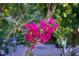 Close-up of fuchsia-colored flowers with yellow centers at 117 Scott Ln, Chapel Hill, NC 27514