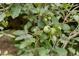 A detailed shot of a healthy apple tree branch bearing green apples, highlighting the natural beauty at 1320 Shepherd St, Durham, NC 27707