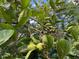 A close up shot of leafy branches and green fruits or buds showcasing the rich vegetation on the property at 1320 Shepherd St, Durham, NC 27707