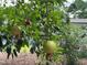 A close up shot of a pomegranate tree shows some ripening pomegranates in the sunlight at 1320 Shepherd St, Durham, NC 27707