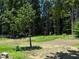 Expansive backyard featuring a young tree, lush green grass, and a perimeter of mature trees at 3323 Baugh St, Raleigh, NC 27604