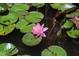 Close up of a pink water lily in bloom, surrounded by lily pads in a pond at 2707 Anderson Dr, Raleigh, NC 27608