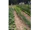 This image shows a well-maintained vegetable garden featuring rows of crops at 4008 Old Nc 86, Hillsborough, NC 27278