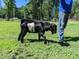 Black and white kid goat on a leash in the sun on the grassy lawn at 4008 Old Nc 86, Hillsborough, NC 27278