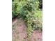 Lush blackberry bushes growing in the yard, offering a taste of nature's bounty at 4008 Old Nc 86, Hillsborough, NC 27278