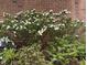 Close-up of lush landscaping with a variety of plants and white flowers near a brick wall at 81106 Alexander, Chapel Hill, NC 27517