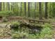 Backyard pond surrounded by lush plants and trees at 1012 King Cir, Chapel Hill, NC 27516
