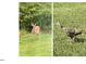 Image of neighborhood wildlife including a deer and a turkey at 1918 Morning Fog Dr, Fuquay Varina, NC 27526
