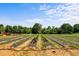 Scenic view of cultivated farm land with rows of crops and irrigation, backed by a lush tree line at 2856 Gwyn Rd, Elon, NC 27244