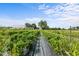 View of the pepper plants, and the white barn with a blue sky above at 2856 Gwyn Rd, Elon, NC 27244