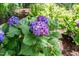 A close-up showcases blooming purple hydrangea bushes in a landscaped garden at 521 Morning Oaks Dr, Holly Springs, NC 27540