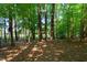 A lush backyard forest with towering trees and dappled sunlight filters through the canopy, highlighting the ground at 6051 Epping Forest Dr, Raleigh, NC 27613