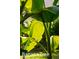 A close-up captures a vibrant banana tree, highlighting its lush green leaves and tropical appeal at 8205 Rolling Glenn Dr, Raleigh, NC 27616