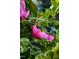 Close-up captures the vibrant pink bloom of a magnolia tree, surrounded by its glossy green leaves at 8205 Rolling Glenn Dr, Raleigh, NC 27616