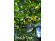 A cluster of green peaches hang from a tree, surrounded by lush green leaves in natural sunlight at 8205 Rolling Glenn Dr, Raleigh, NC 27616