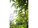 Sunlight filters through a peach tree, showcasing the green fruit growing amongst the leaves at 8205 Rolling Glenn Dr, Raleigh, NC 27616