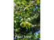A close-up view of ripe pears hanging from a tree branch amidst green foliage at 8205 Rolling Glenn Dr, Raleigh, NC 27616