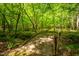 Scenic wooden bridge surrounded by lush green trees and foliage at 3506 Arthur Minnis Rd, Hillsborough, NC 27278