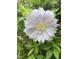 Close-up of a beautiful white flower surrounded by green foliage at 3506 Arthur Minnis Rd, Hillsborough, NC 27278