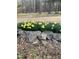 Rock-bordered flower bed with bright yellow daffodils in a natural setting at 3506 Arthur Minnis Rd, Hillsborough, NC 27278