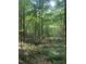 Lush, wooded lot featuring mature trees and natural undergrowth at 3506 Arthur Minnis Rd, Hillsborough, NC 27278