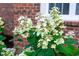 Close-up of lush hydrangea bush in full bloom, enhancing the home's curb appeal at 105 Bathgate Ln, Cary, NC 27513