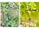 Home garden including blueberries and peaches at 4324 Halliwell Dr, Raleigh, NC 27606