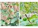 Home garden including blackberries, peaches and figs at 4324 Halliwell Dr, Raleigh, NC 27606