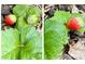 Home garden with strawberries at 4324 Halliwell Dr, Raleigh, NC 27606