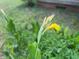 Close-up of a vibrant flower in the yard showcasing the natural beauty of the property at 462 Ashland Dr, Goldston, NC 27252