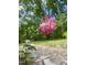 A pink rose with a blurred background of trees and pathway at 4070 Swannie Coble Rd, Snow Camp, NC 27349