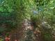Shaded backyard path surrounded by lush foliage with water access at 101 Painted Rock Ct, Garner, NC 27529