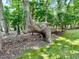 Unique tree in the backyard surrounded by a lush green lawn and a canopy of trees at 105 Abbotsford Ct, Durham, NC 27712