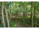 Lush backyard view through trees at 2613 Sweet Gum Dr, Hillsborough, NC 27278