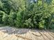 View of the backyard with mature trees and greenery and an unfinished area at 177 Millwood Dr, Clayton, NC 27527