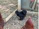 Close-up view of a fluffy black chicken near a wire enclosure at 133 Acorn Ln, Pittsboro, NC 27312